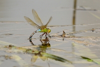 Anax imperator (1)